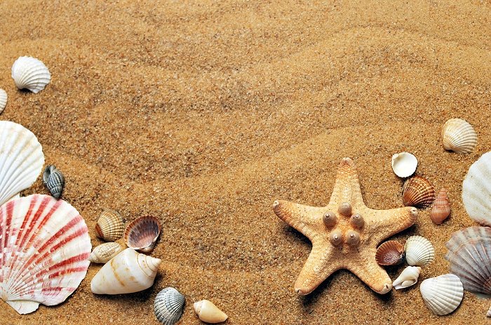 Sea Sand Coast Beach Seashells Vacation 